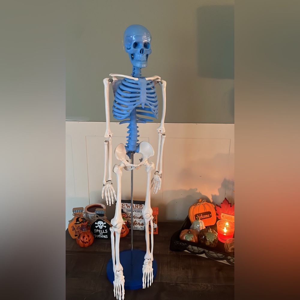 Blue and White Skeleton Model